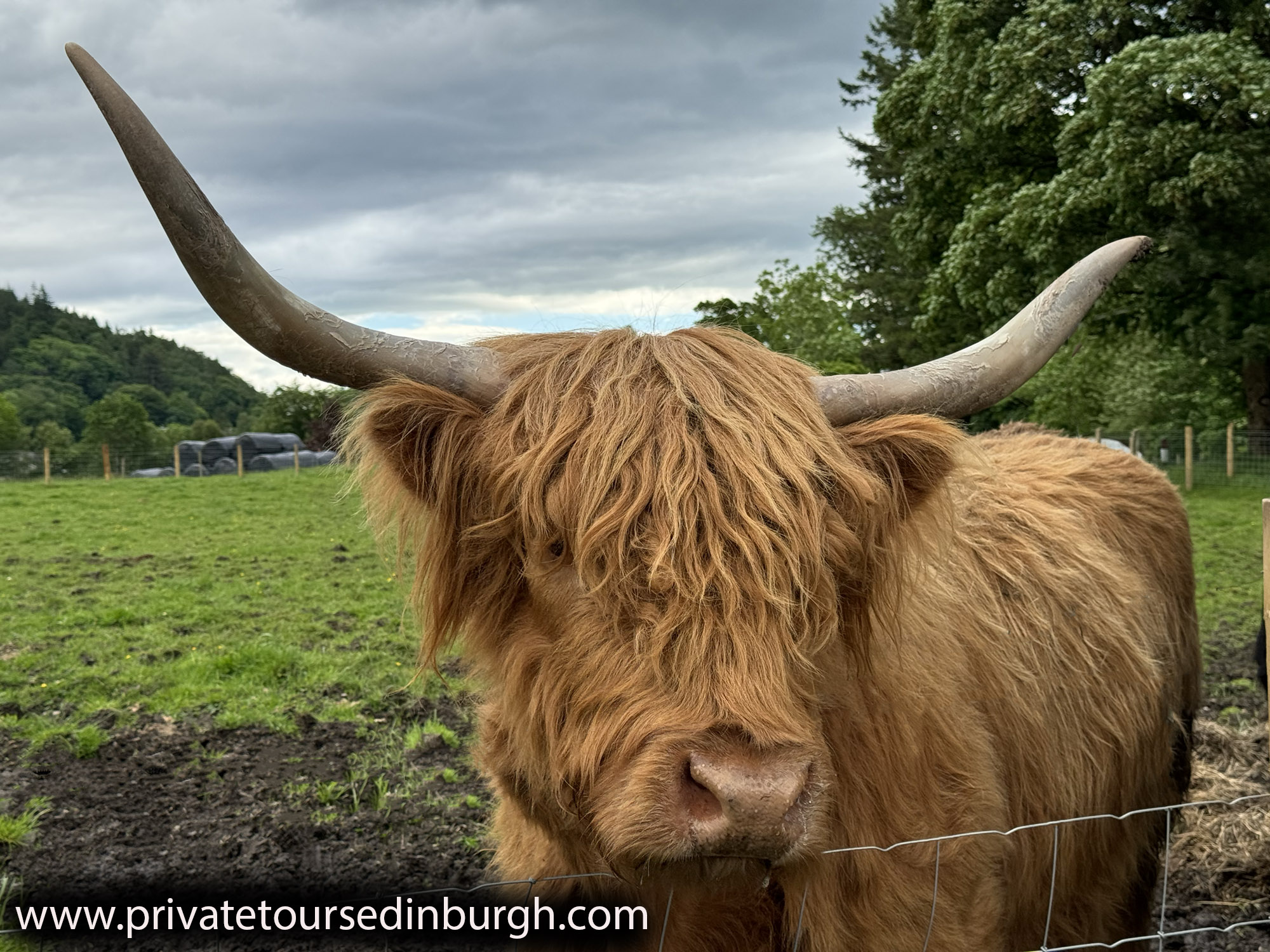 Highland cow gifts & tours